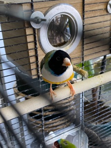 Самці амадин гульда