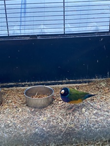 Самці амадин гульда