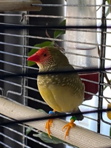 Пара тростинних астрильдів