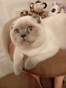 Неперевершені Красені Віслоушки Хлопак