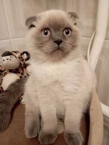 Неперевершені Красені Віслоушки Хлопак