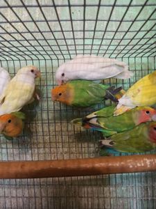 Неразлучники птенцы