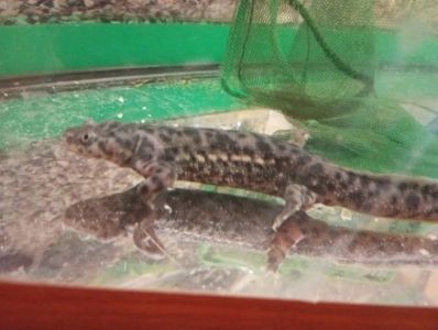 Іглистий Тритон