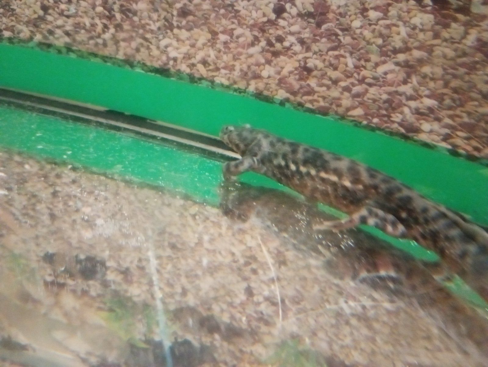 Іглистий Тритон