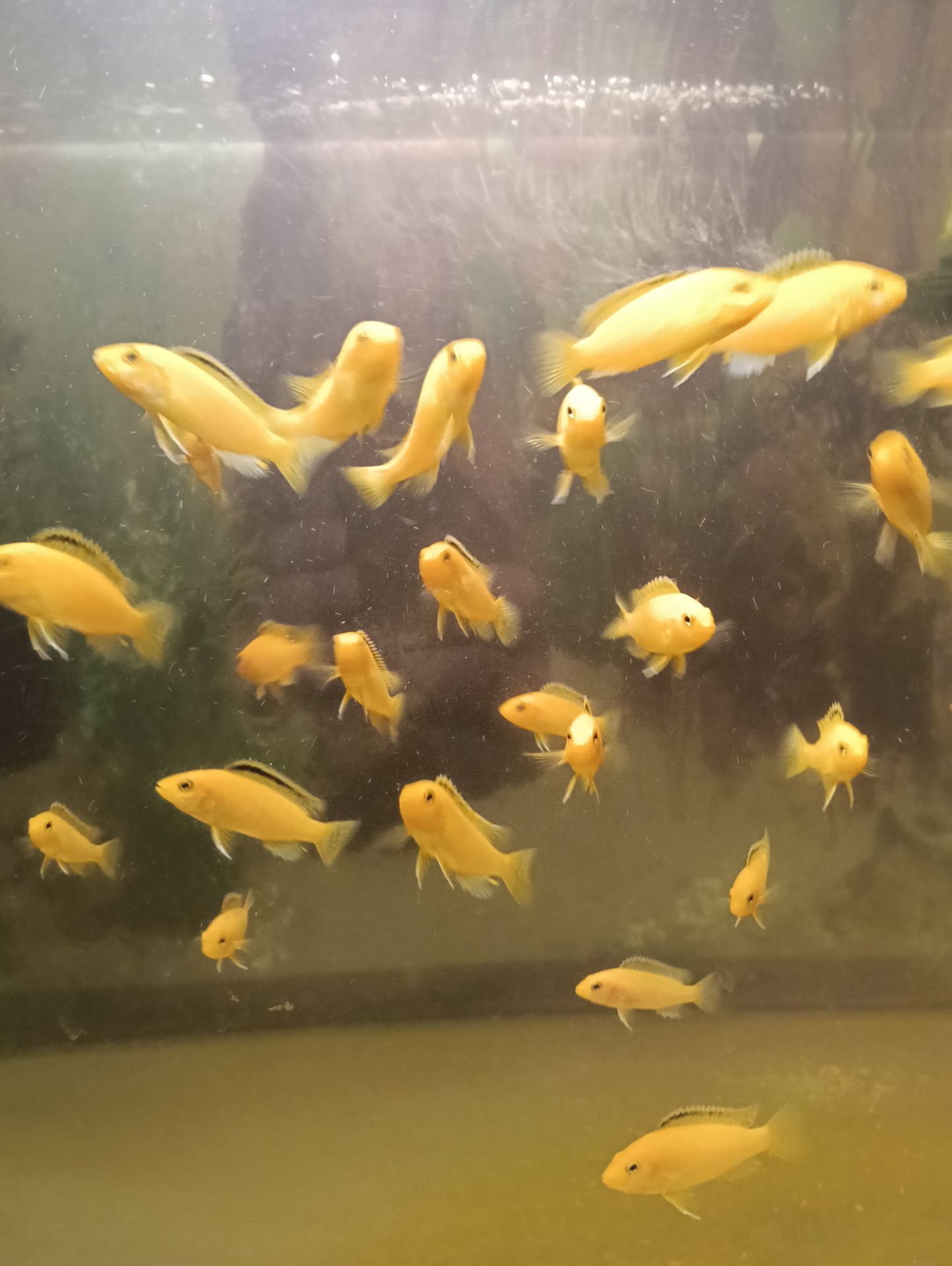 Лабідохроміс Еллоу