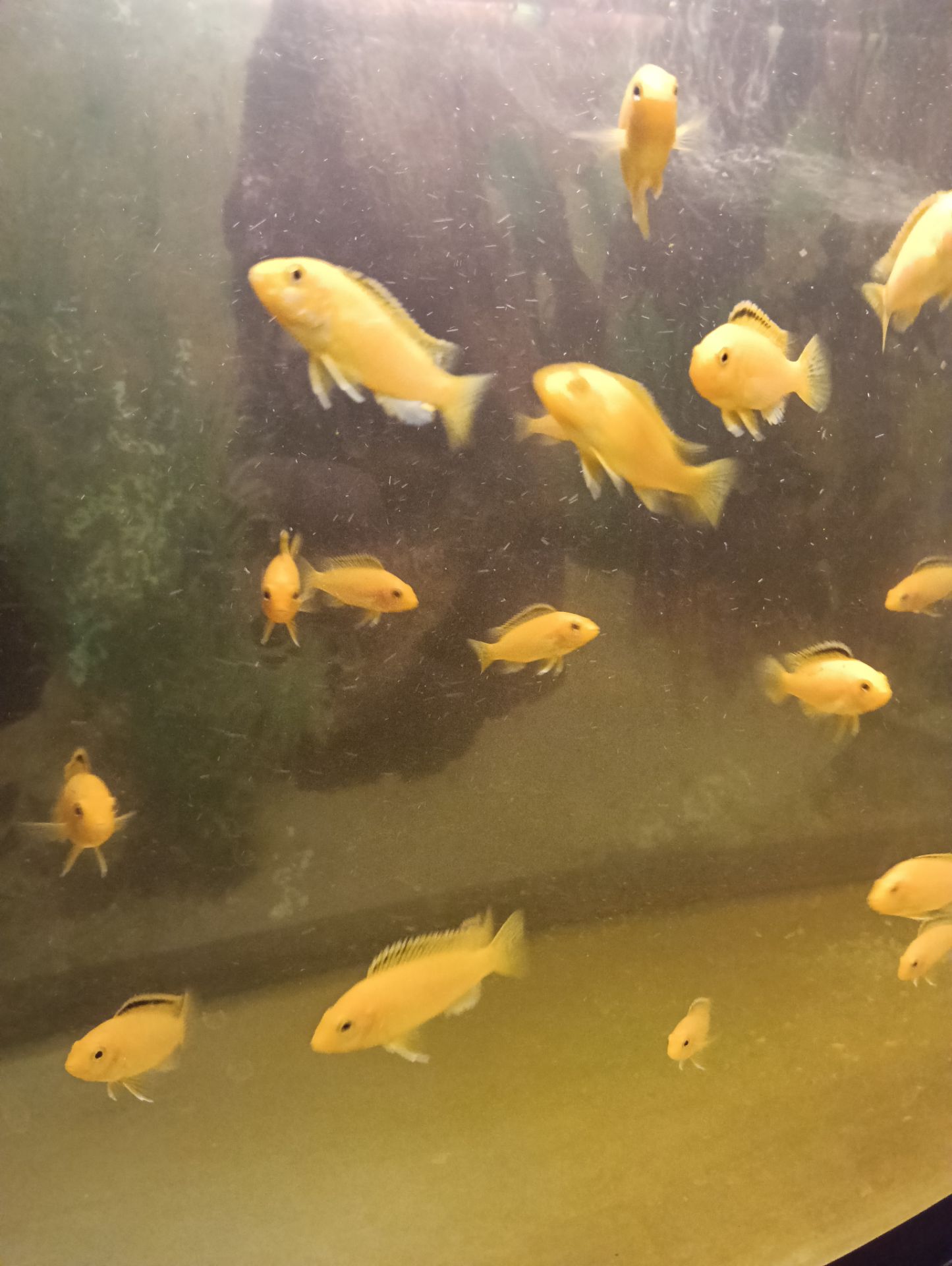 Лабідохроміс Еллоу