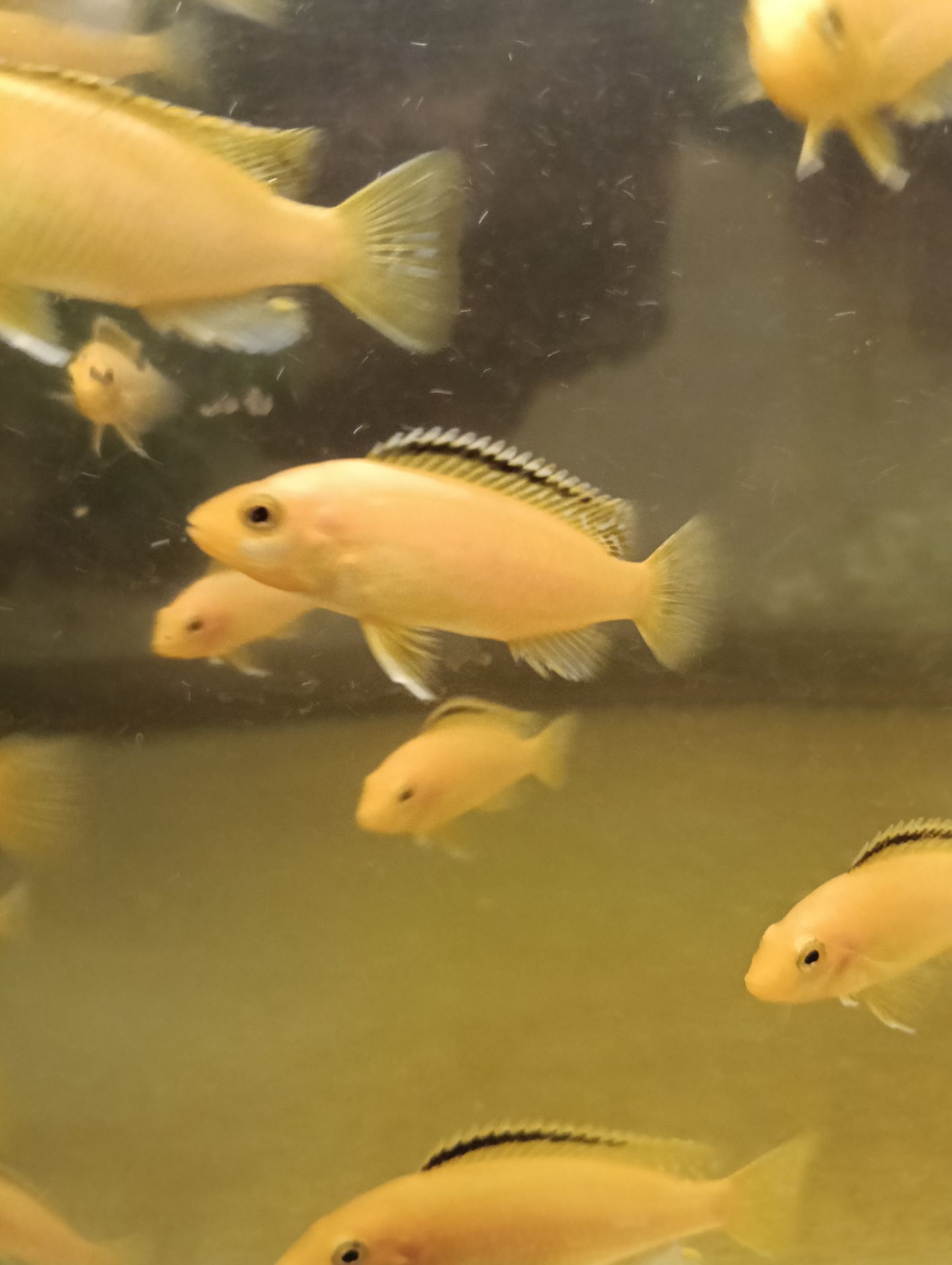 Лабідохроміс Еллоу