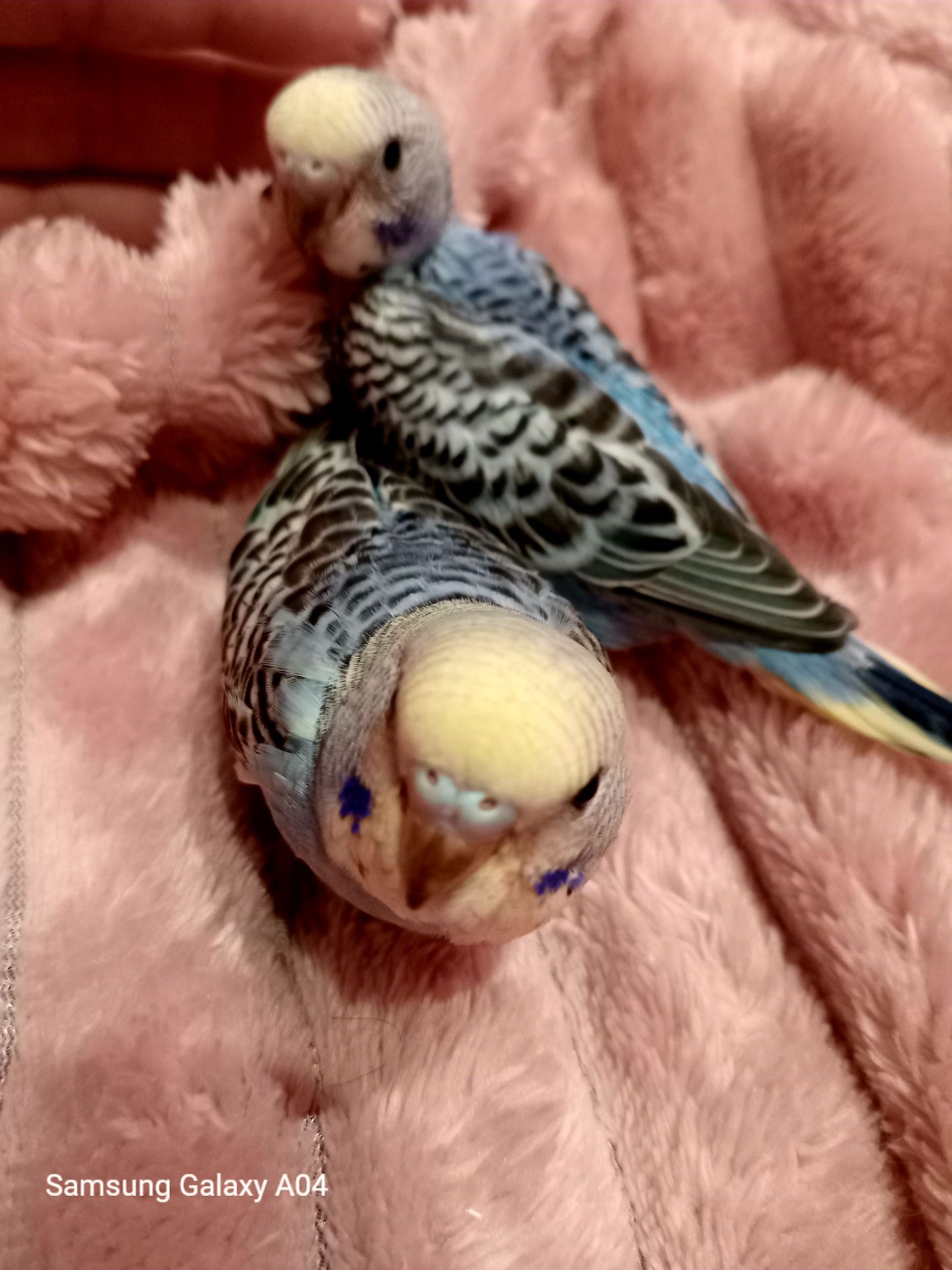 Хвилясті папуги