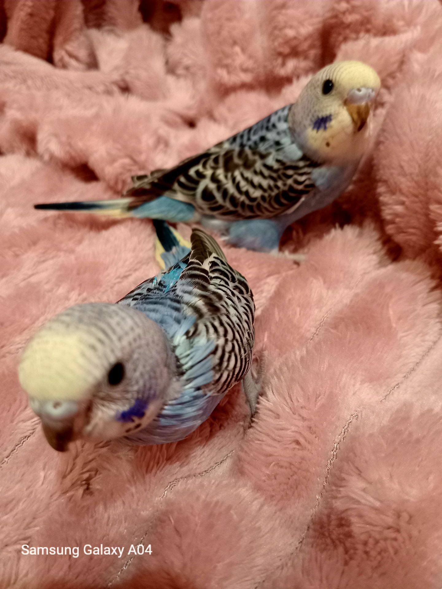 Хвилясті папуги