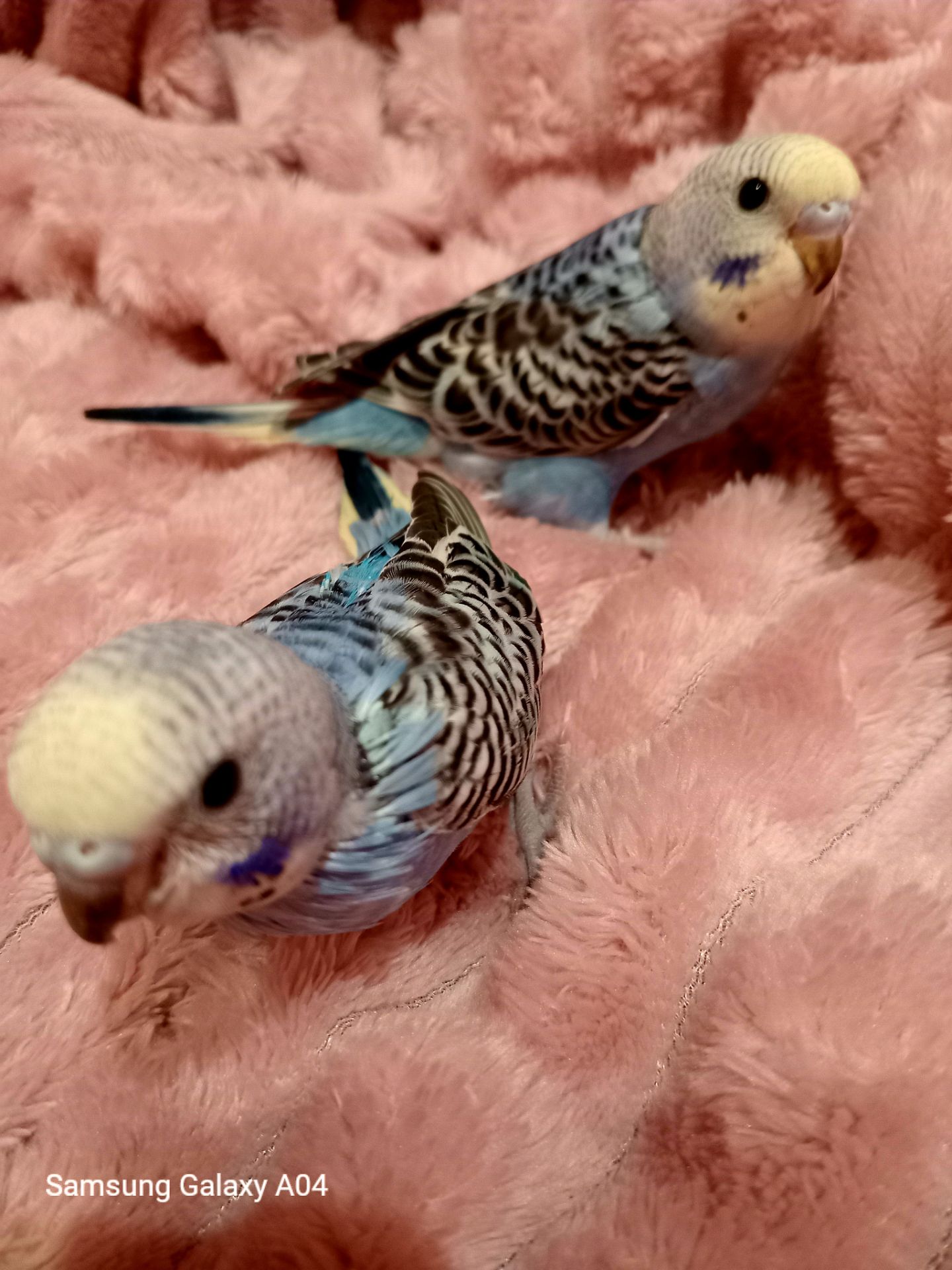 Хвилясті папуги