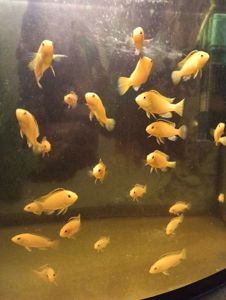 Лабідохроміс Еллоу