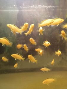 Лабідохроміс Еллоу