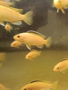 Лабідохроміс Еллоу