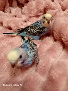 Хвилясті папуги