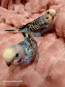 Хвилясті папуги