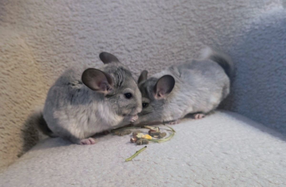 Шиншили ручні 2 хлопчика