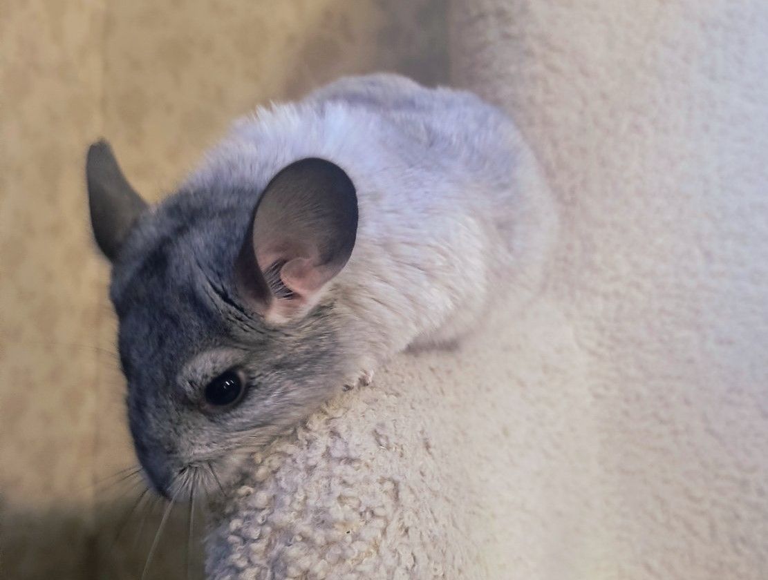 Шиншили ручні 2 хлопчика