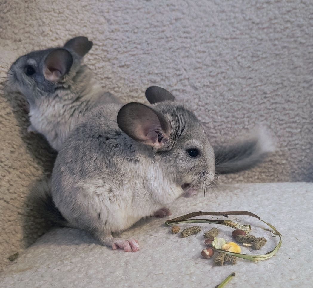 Шиншили ручні 2 хлопчика