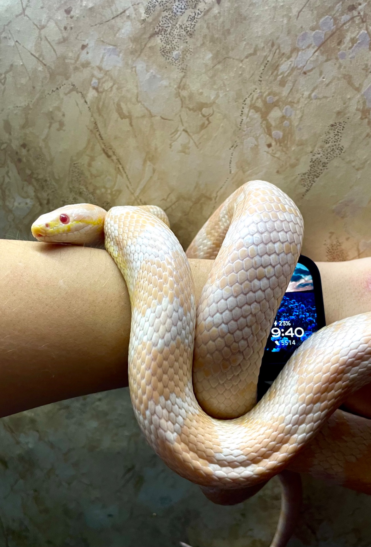 Малюки маїсів