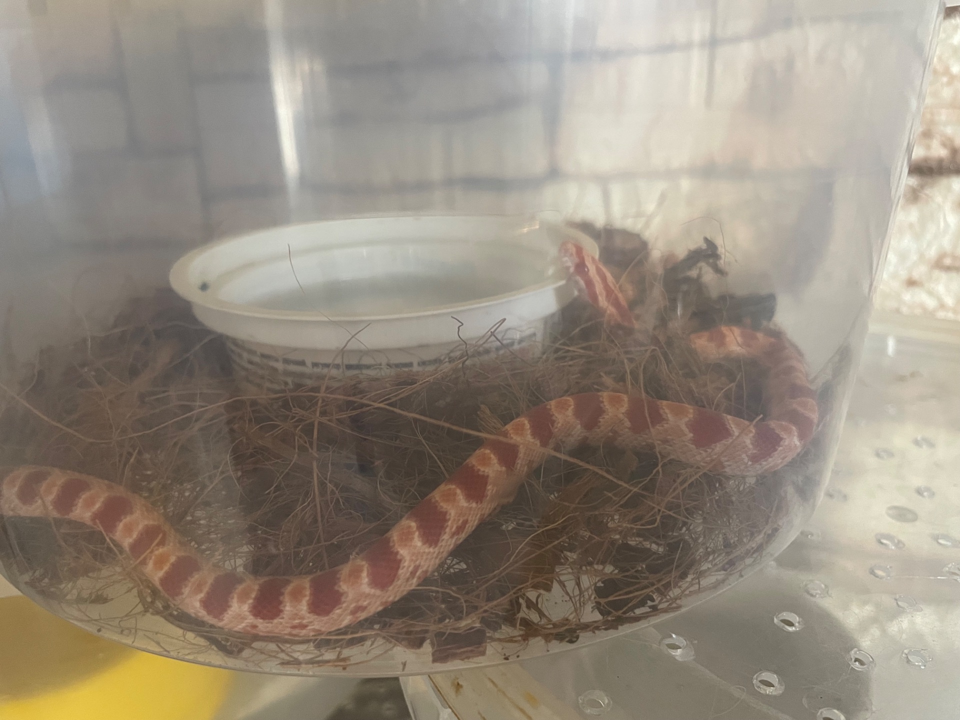 Малюки маїсів