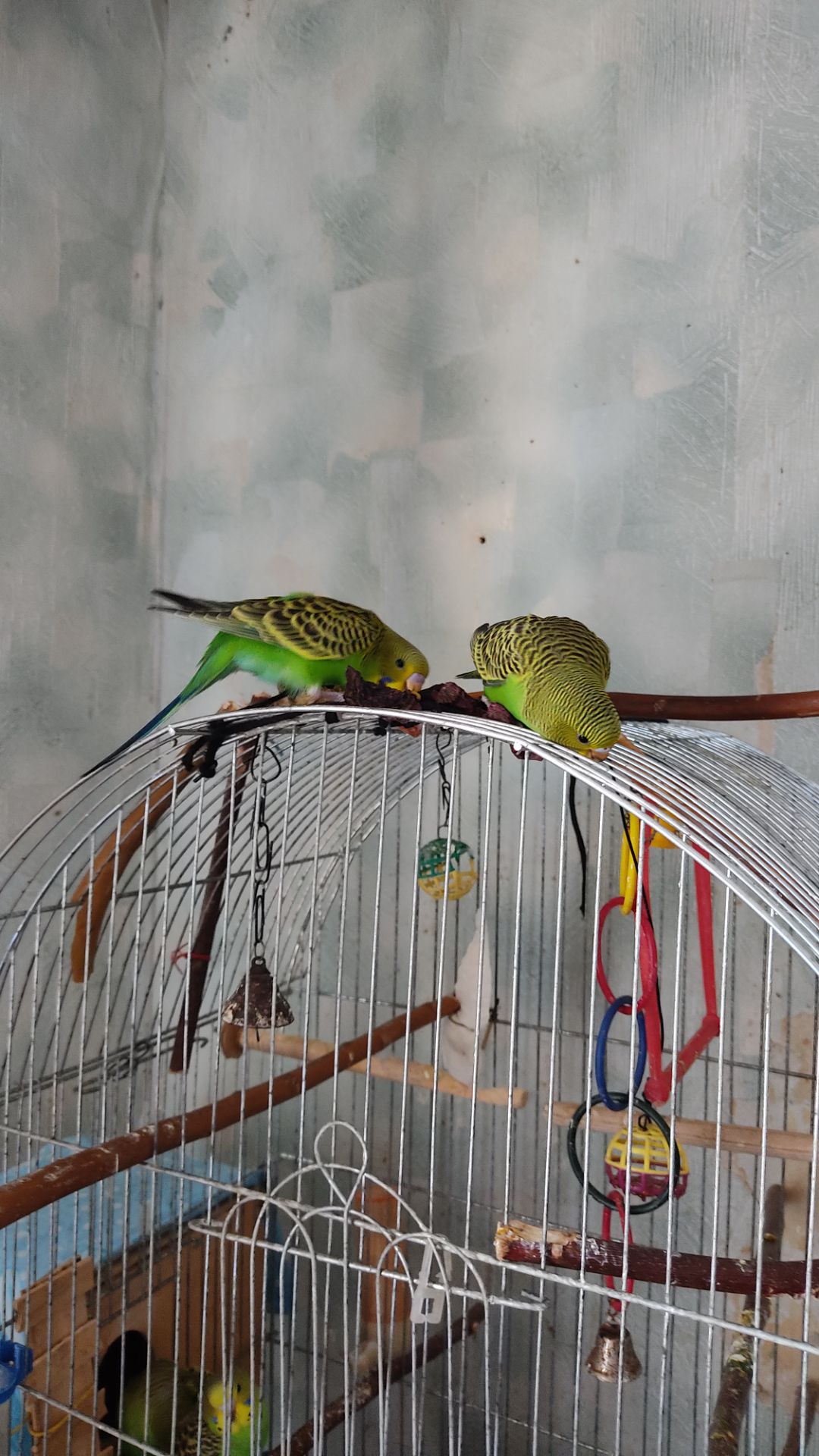 Реальная цена, от домашней семьи волнистый попугай, птенец, хвилястий папуга, пташеня