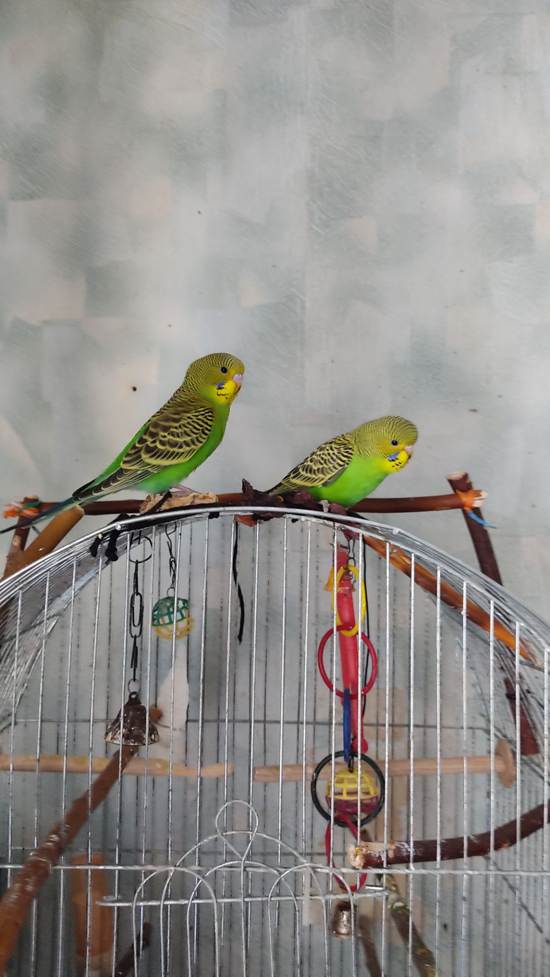 Реальная цена, от домашней семьи волнистый попугай, птенец, хвилястий папуга, пташеня