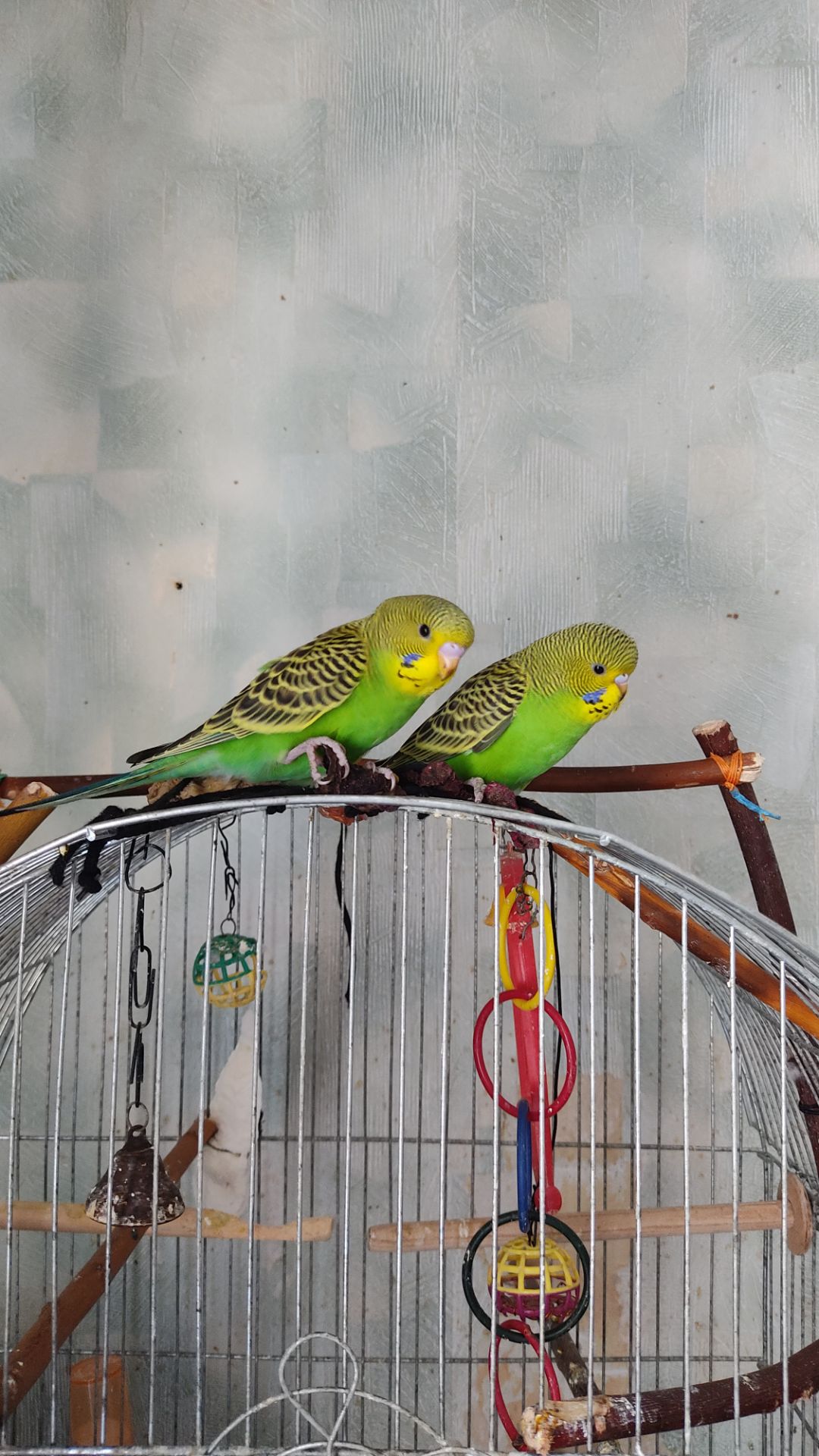 Реальная цена, от домашней семьи волнистый попугай, птенец, хвилястий папуга, пташеня