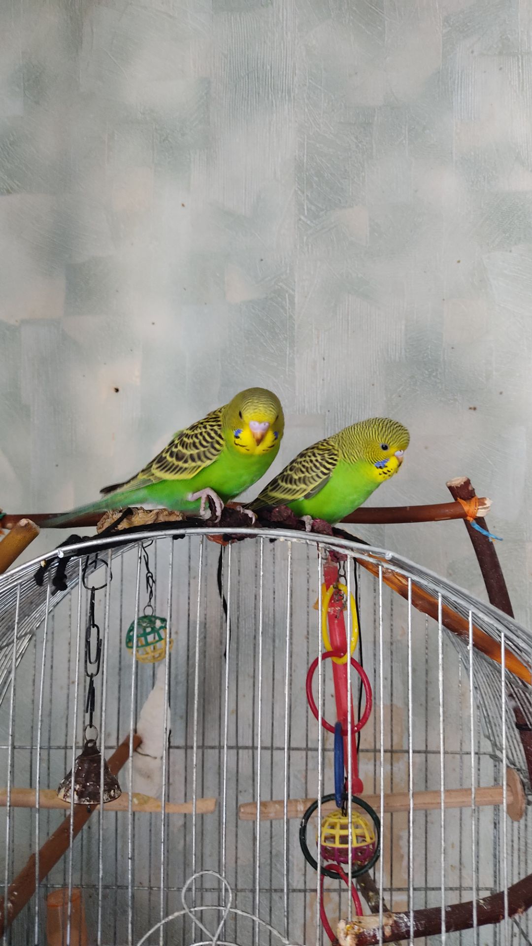 Реальная цена, от домашней семьи волнистый попугай, птенец, хвилястий папуга, пташеня