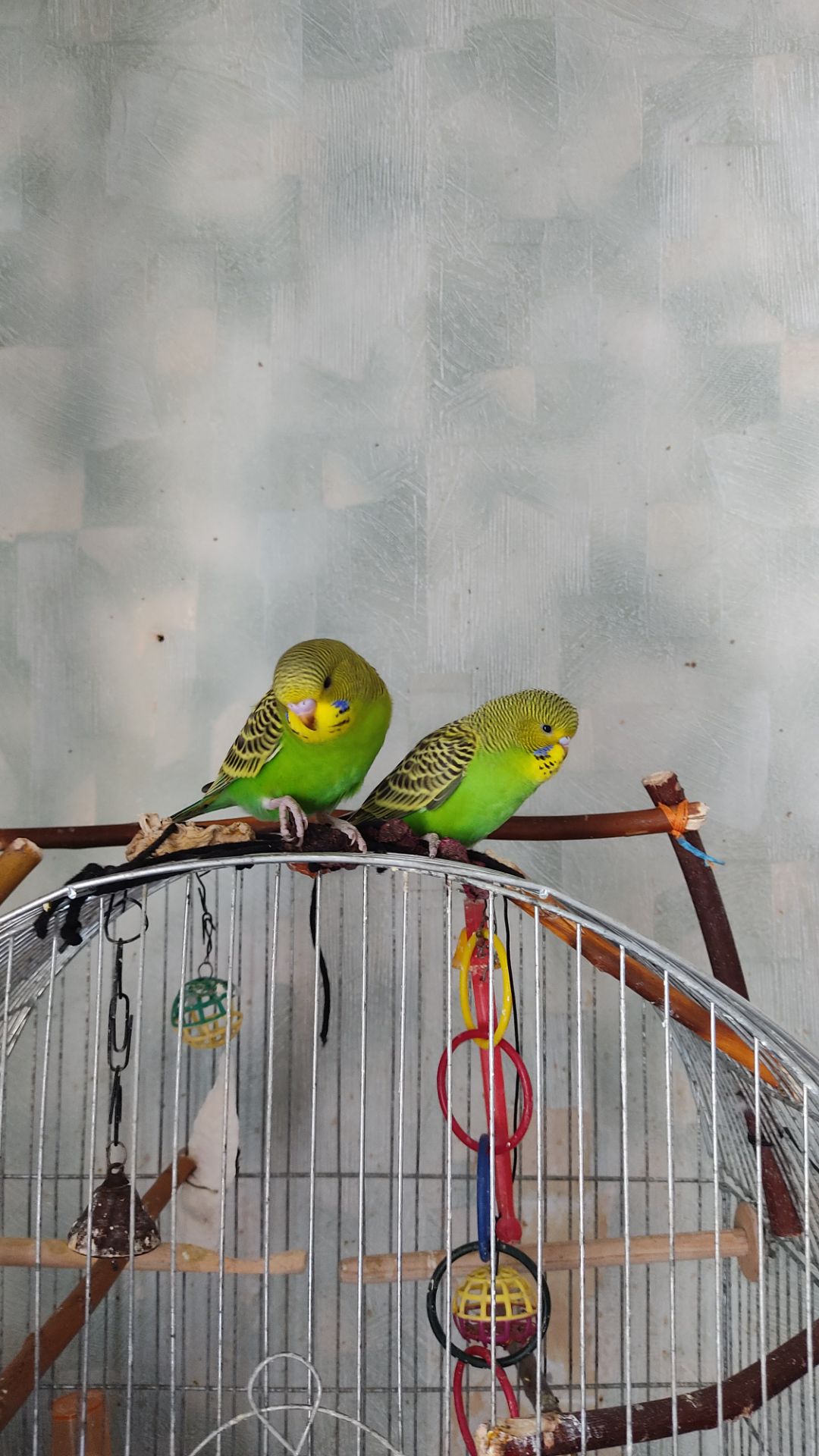 Реальная цена, от домашней семьи волнистый попугай, птенец, хвилястий папуга, пташеня