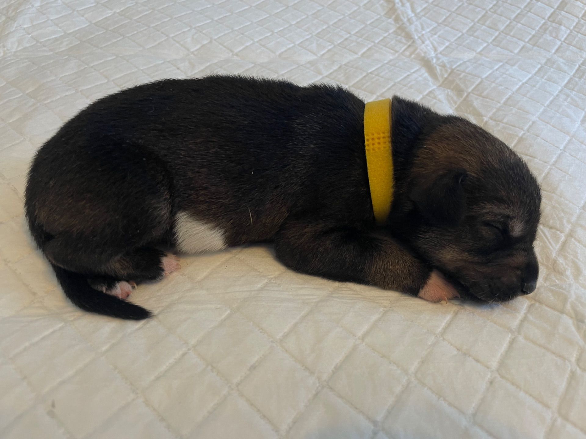 Віддам цуценят родезійський ріджбек та чорна лайка (народжені 03.03)