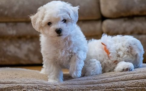 Цуценята Бішон Фрізе