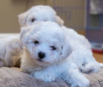 Цуценята Бішон Фрізе