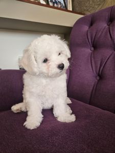 Цуценята Бішон Фрізе