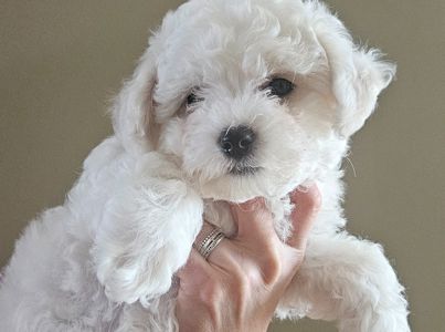 Цуценята Бішон Фрізе