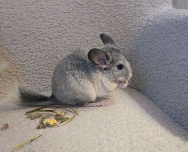 Шиншили ручні 2 хлопчика