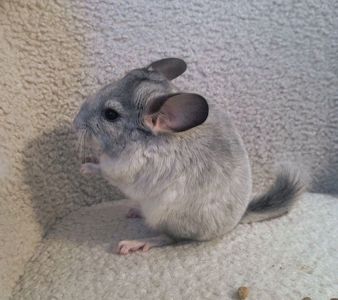 Шиншили ручні 2 хлопчика