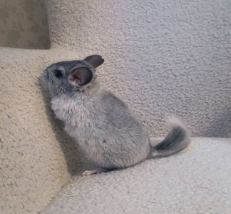 Шиншили ручні 2 хлопчика