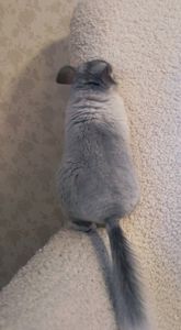 Шиншили ручні 2 хлопчика