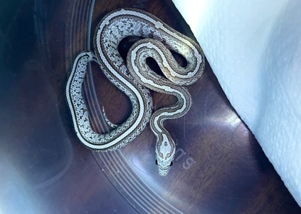 Малюки маїсів