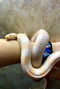 Малюки маїсів