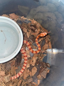 Малюки маїсів