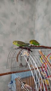 Реальная цена, от домашней семьи волнистый попугай, птенец, хвилястий папуга, пташеня