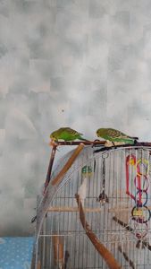 Реальная цена, от домашней семьи волнистый попугай, птенец, хвилястий папуга, пташеня