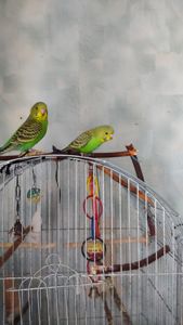 Реальная цена, от домашней семьи волнистый попугай, птенец, хвилястий папуга, пташеня