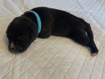 Віддам цуценят родезійський ріджбек та чорна лайка (народжені 03.03)