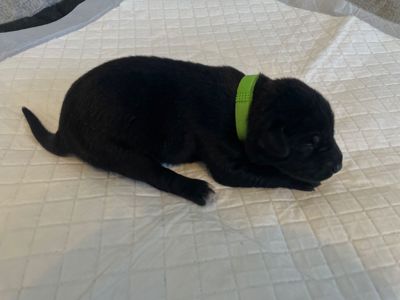 Віддам цуценят родезійський ріджбек та чорна лайка (народжені 03.03)