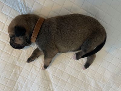 Віддам цуценят родезійський ріджбек та чорна лайка (народжені 03.03)