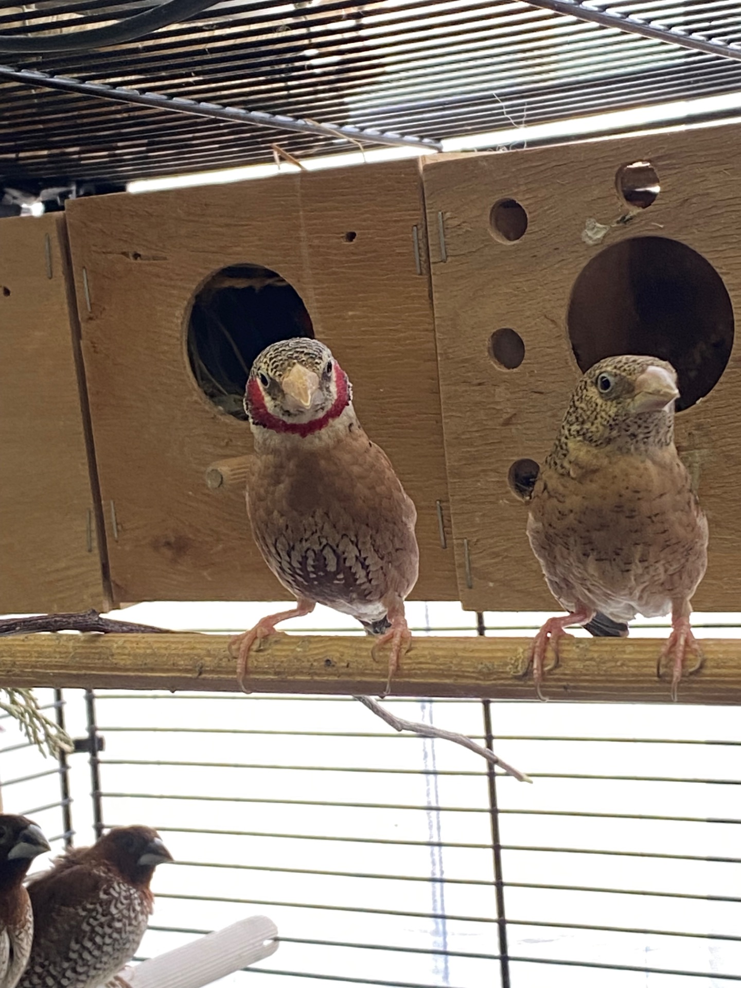 Пара Червоногорлих