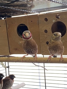 Пара Червоногорлих