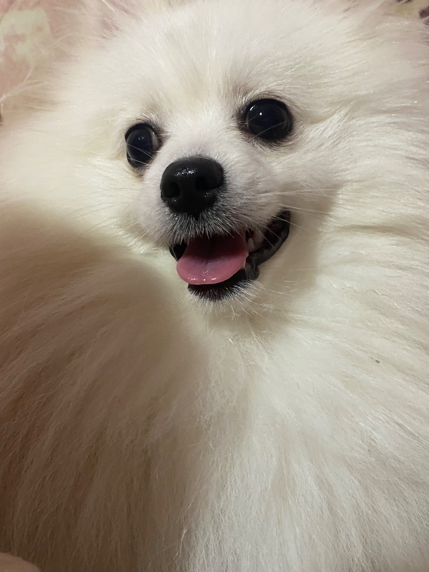 Шукаємо дівчинку для шпіца